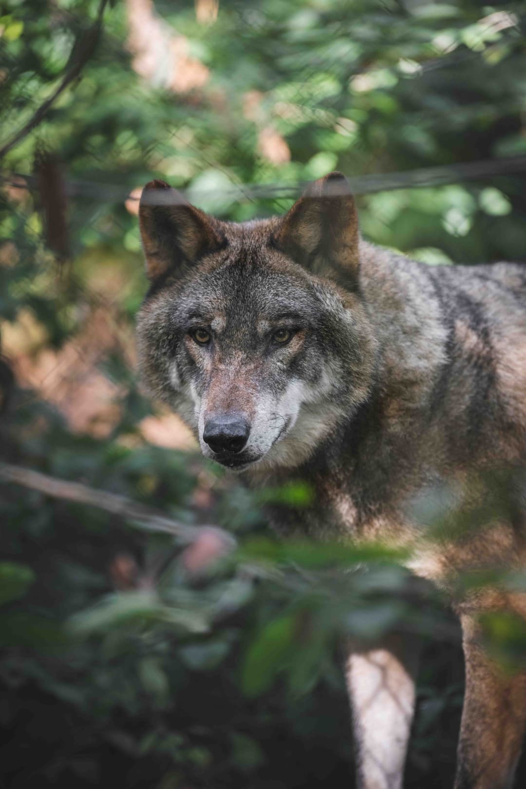 Loup gris d'Europe du Parc Argonne Découverte