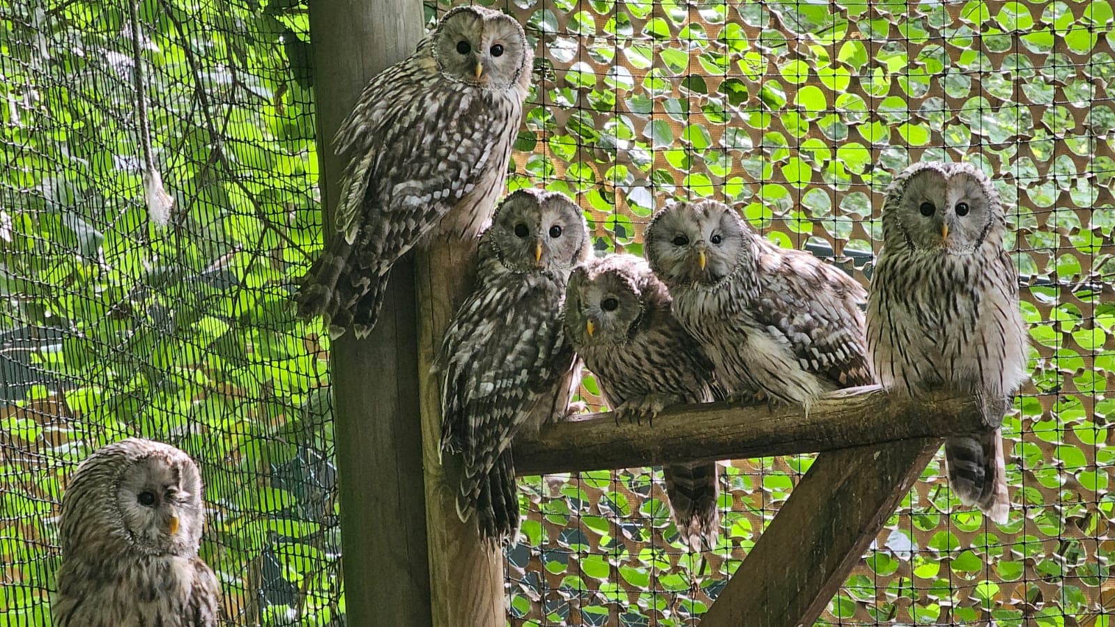 Chouettes de l'Oural 2025