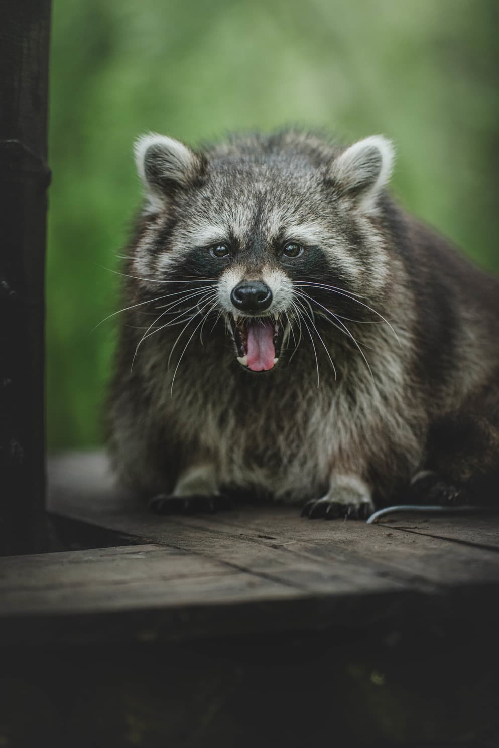 Le nourrissage des Ratons