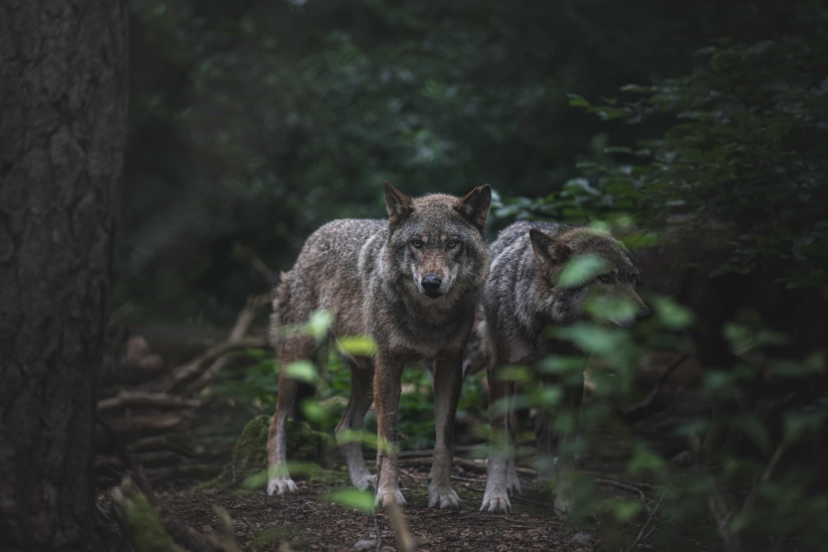 Le nourrissage des Loups