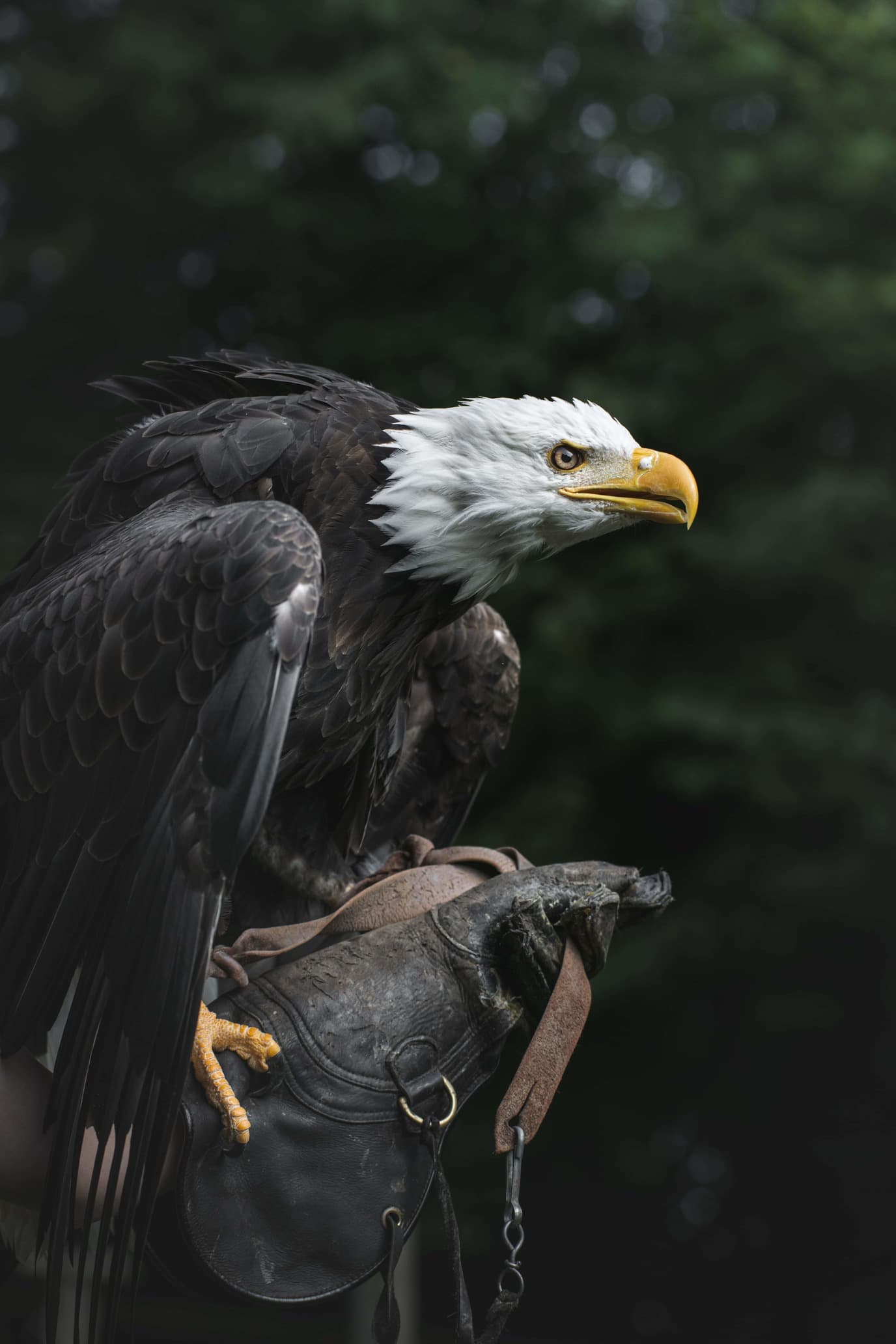 Le Vol des oiseaux