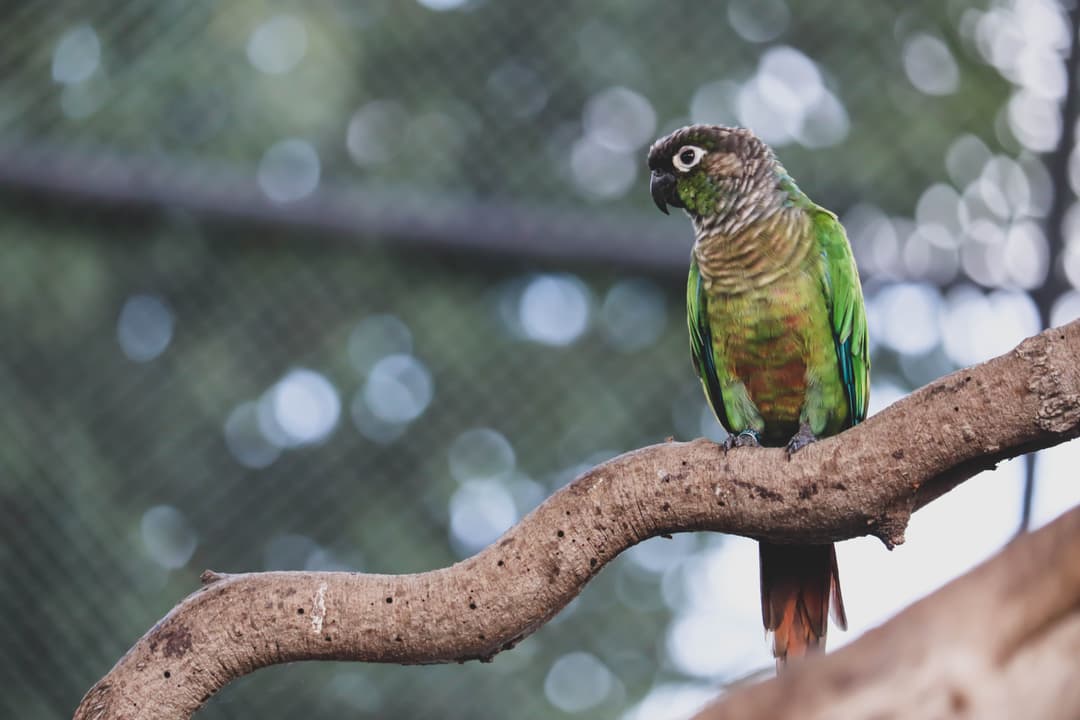 Conure de Molina