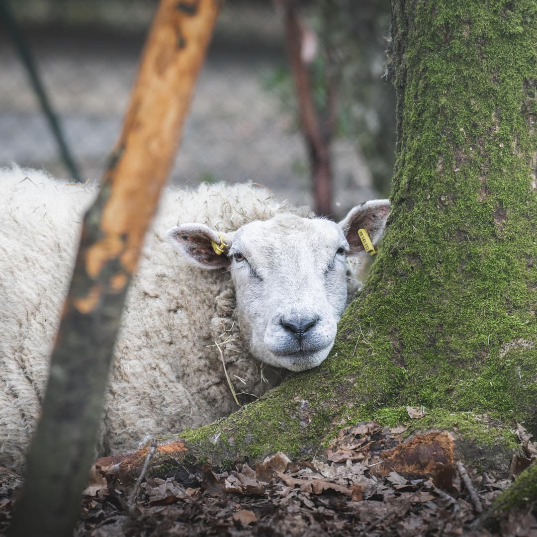 Mouton Texel sur un arbre