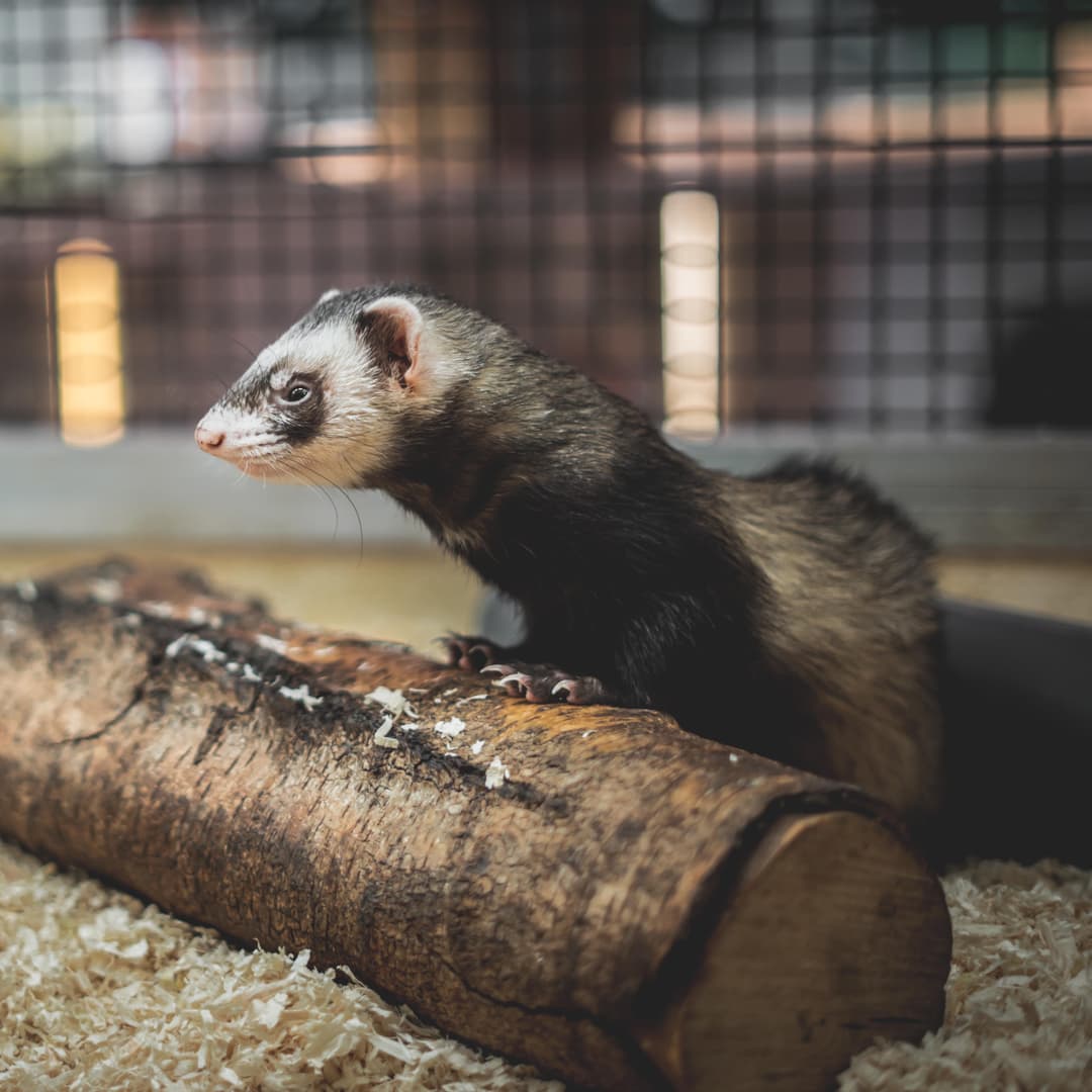 Furet dans une cage sur un bout de bois