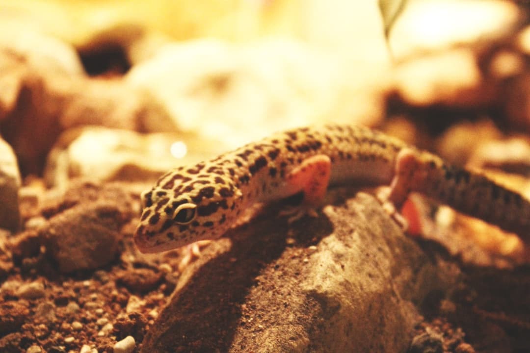 Gecko léopard
