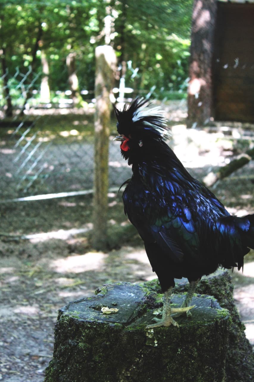Poule hollandaise à huppe