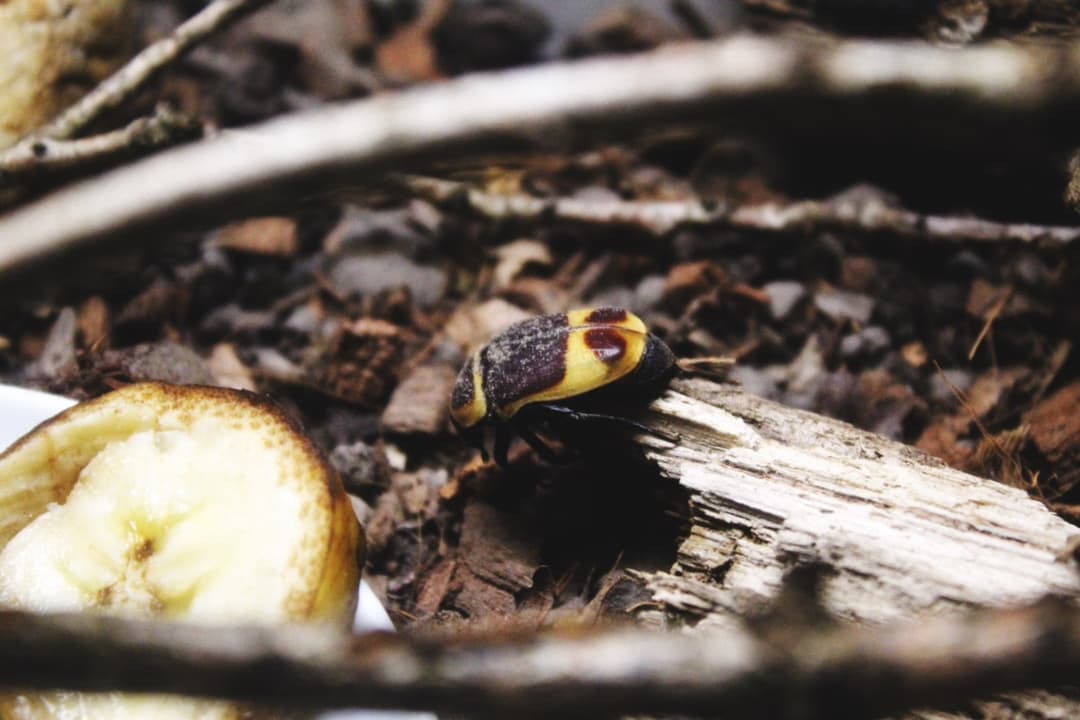 Cétoine marginée du Kenya