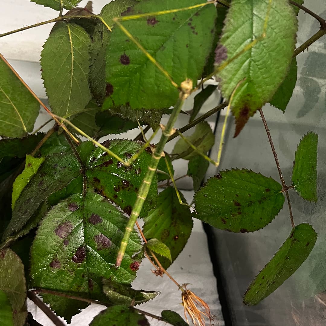 Phasme géant sur une brindille