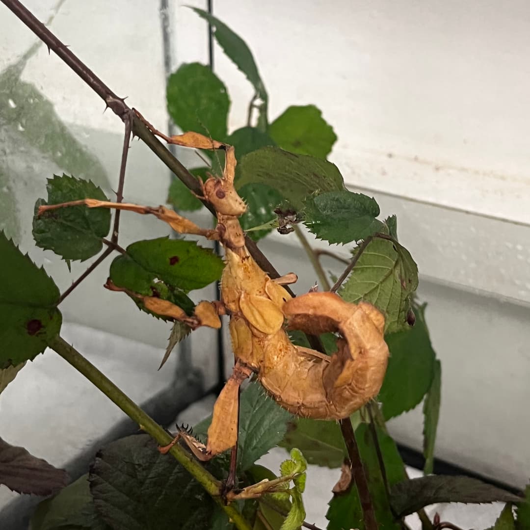 Phasme à tiare ou phasme scorpion sur des feuilles