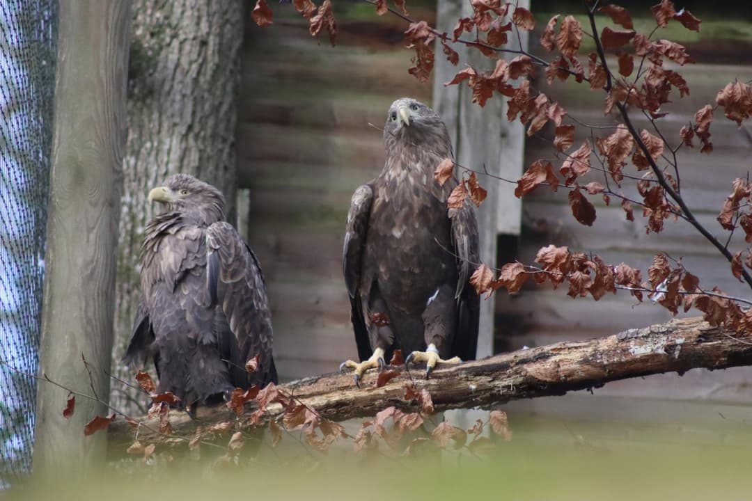 Pygargue à queue blanche